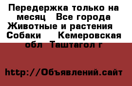 Передержка только на месяц - Все города Животные и растения » Собаки   . Кемеровская обл.,Таштагол г.